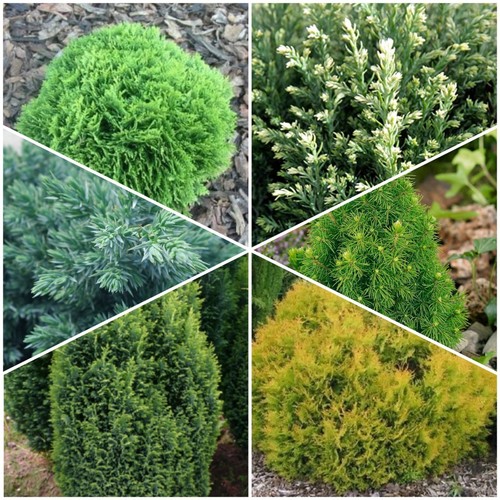 Dwarf conifers ornamental - dwarf,