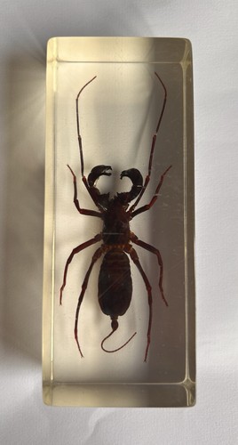 Real insect poss whip - real,