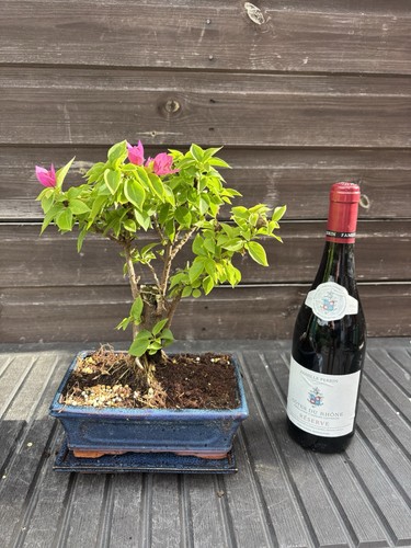 Bonsai tree bougainvillea pink - bonsai,