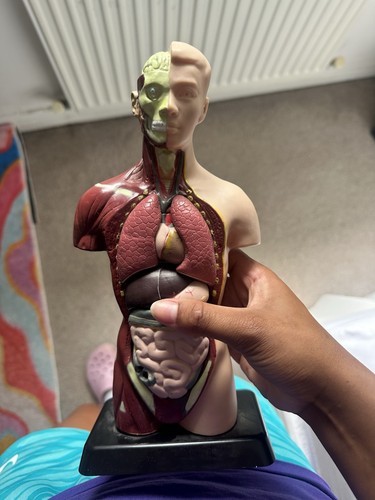 Human anatomy torso model - human,