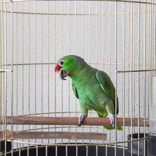 Wood perch parrot platform - perch,
