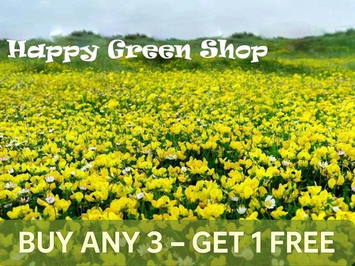 3800 wild flower seeds - flower, lotus