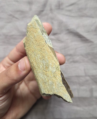 Rare tyrannosaurus rex - rare, t-rex