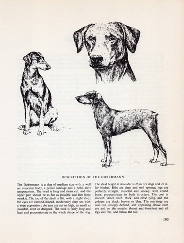 Doberman dog original vintage - doberman,