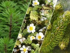 Oxygenating Pond Plants – Pack of 6 Fresh Cuttings | Algae Control
