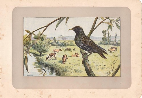 Birds around sturnus - birds, vulgaris