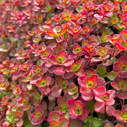 Sedum spurium purpureum - 6,