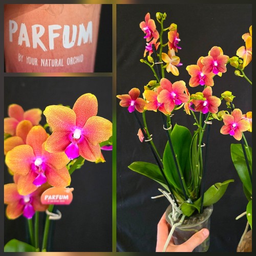 Phalaenopsis bolgheri 5 - phalaenopsis, "bolgheri".