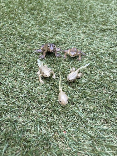 Frog life cycle set - life,