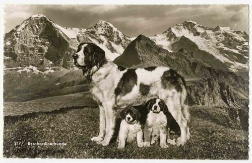 Bernard dog and puppies - bernard,