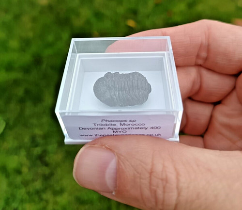 Medium sized devonian fossil - medium,
