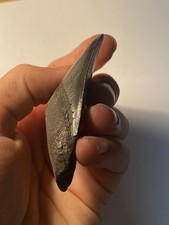 Large Posterior Megalodon