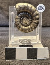 Jurassic Pyrite Ammonite