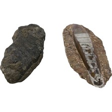 Orthoceras and Black Fossil Stone Collection