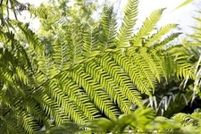 Dicksonia fibrosa| Gold Tree