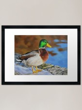Mallard duck on ice Framed Art