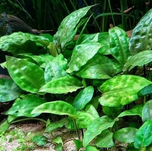 Cryptocoryne - x,