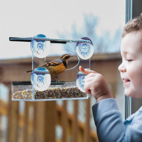 Bird feeder perspex suction - bird,