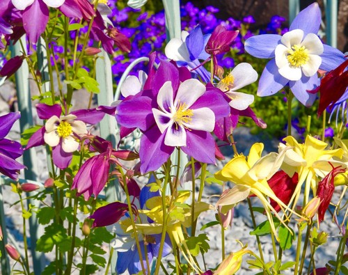 Aquilegia columbine mckanas - aquilegia,