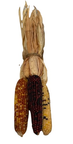 Mini indian corn set - indian,