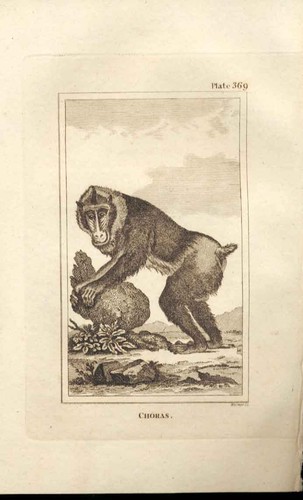 Original old antique print - antique,