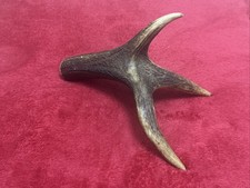 One piece deer antler - of,