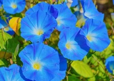 Morning glory Ipomoea tricolor Heavenly Blue 600 seeds+4"FREE PLANT LABEL 