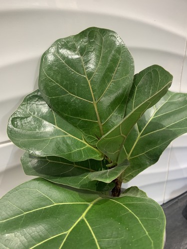 Fiddle leaf fig - plant, 25-35