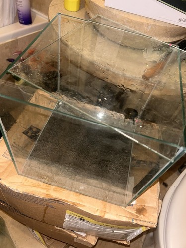 Fish tank - fish,