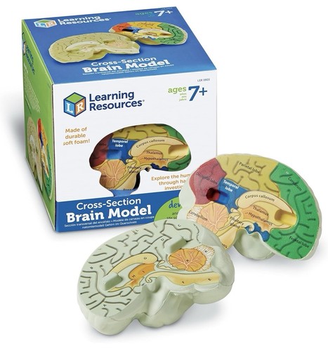 Cross section brain model - cross,