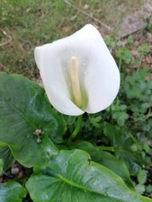 3 x bare root Zantedeschia aethiopica Arum Lily Plants