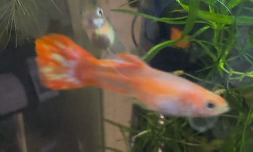 Mixed color guppies live - mixed,