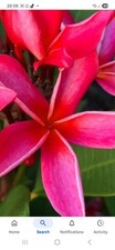 RED PLUMERIA /CHAMPA/SCENTED