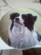 The border collie by danbury
