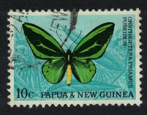 Papua butterfly - papua, ng