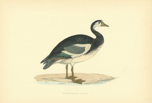 Spur winged goose morris s - spur-winged, morris's