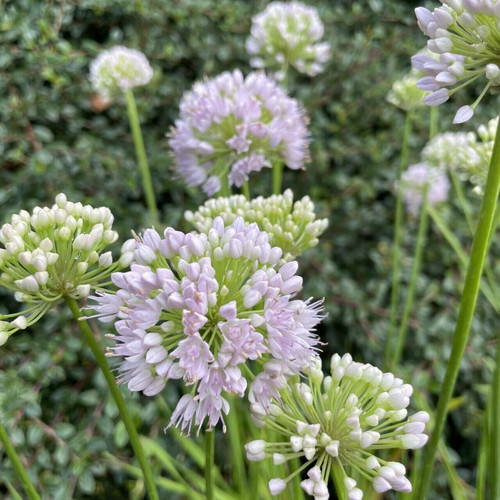 Allium orbit bee - allium,