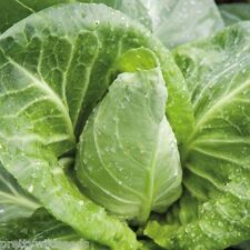 CABBAGE Wheelers imperial spring cabbage Pointed tender hearts 960 seeds