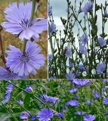 Wild chicory cichorium - chicory,