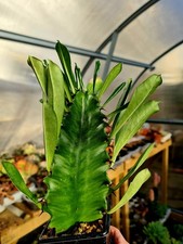 Euphorbia Erythraeae | The Desert Candle succulent plant in pot