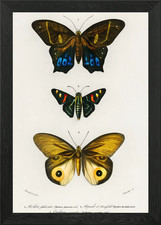 Different Types Of Butterf
