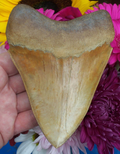 Massive inch orange - a,