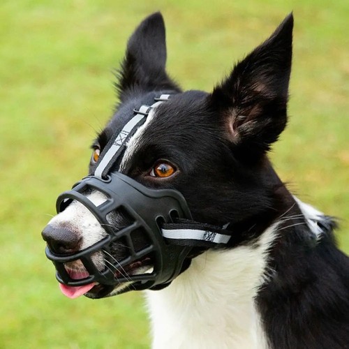 Anti biting dog mouth cover - mouth,