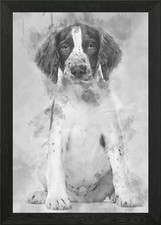 English Springer Spaniel s