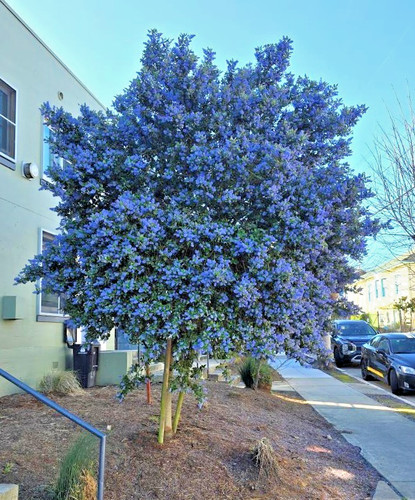 Ceanothus thyrsiflorus blue - ceanothus,