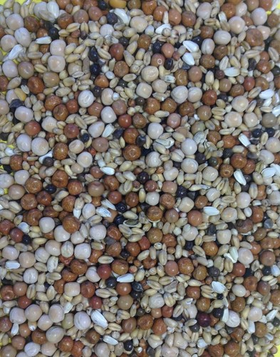Gem young bird maize - gem,