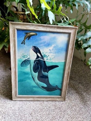 Killer whale picture original - killer,