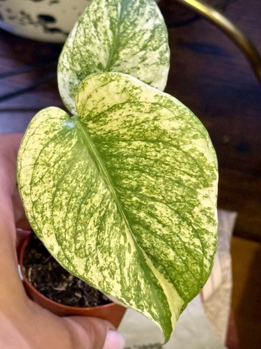 Monstera white monster 6cm - monster, pot