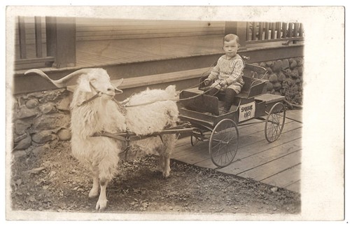 1919 goat cart wagon boy - 1919,