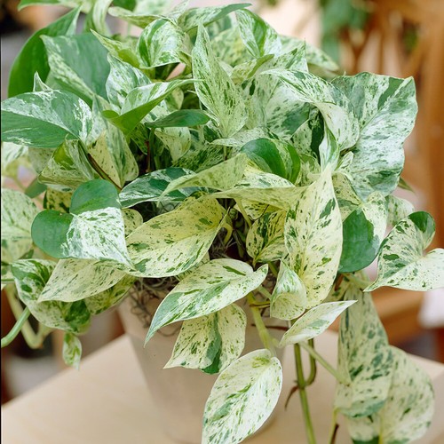 Indoor houseplant epipremnum - houseplant,,